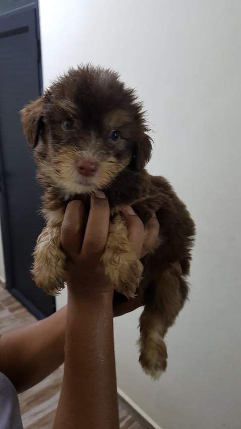 Griffon Nain  - 4 - Dogs  on Aster Vender