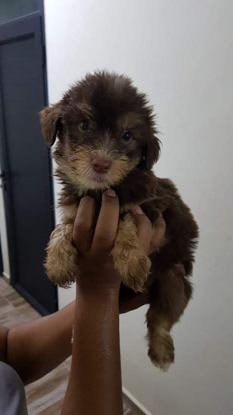 Griffon Nain  - 3 - Dogs  on Aster Vender