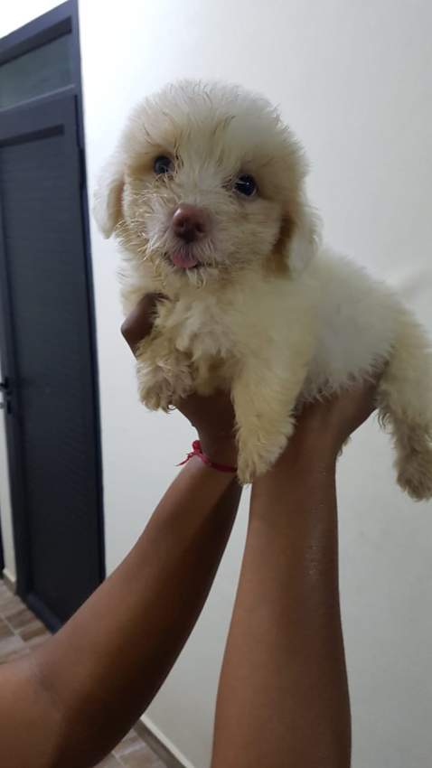 Griffon Nain  - 2 - Dogs  on Aster Vender