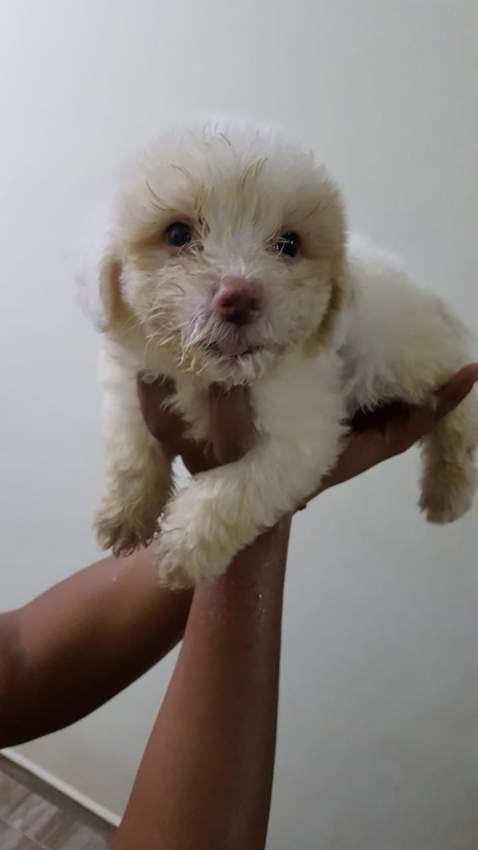 Griffon Nain  - 0 - Dogs  on Aster Vender