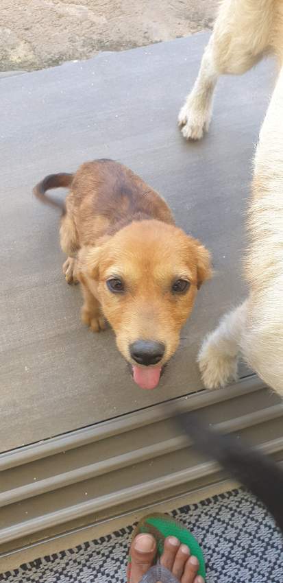 Griffon Batard - 0 - Dogs  on Aster Vender