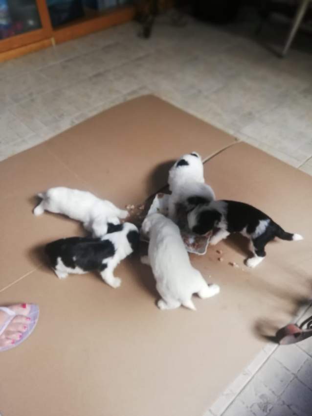 Griffon pur sang - 0 - Dogs  on Aster Vender