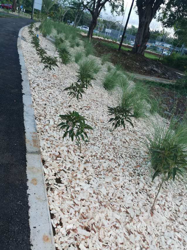 White Bio Woodchips  - 2 - Plants and Trees  on Aster Vender