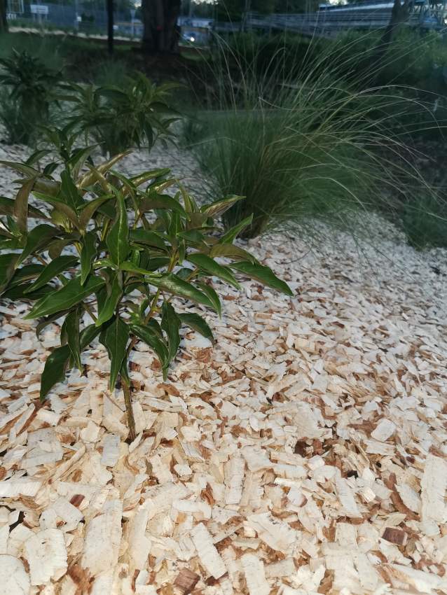 White Bio Woodchips  - 0 - Plants and Trees  on Aster Vender