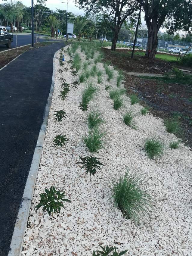 White Bio Woodchips  - 3 - Plants and Trees  on Aster Vender