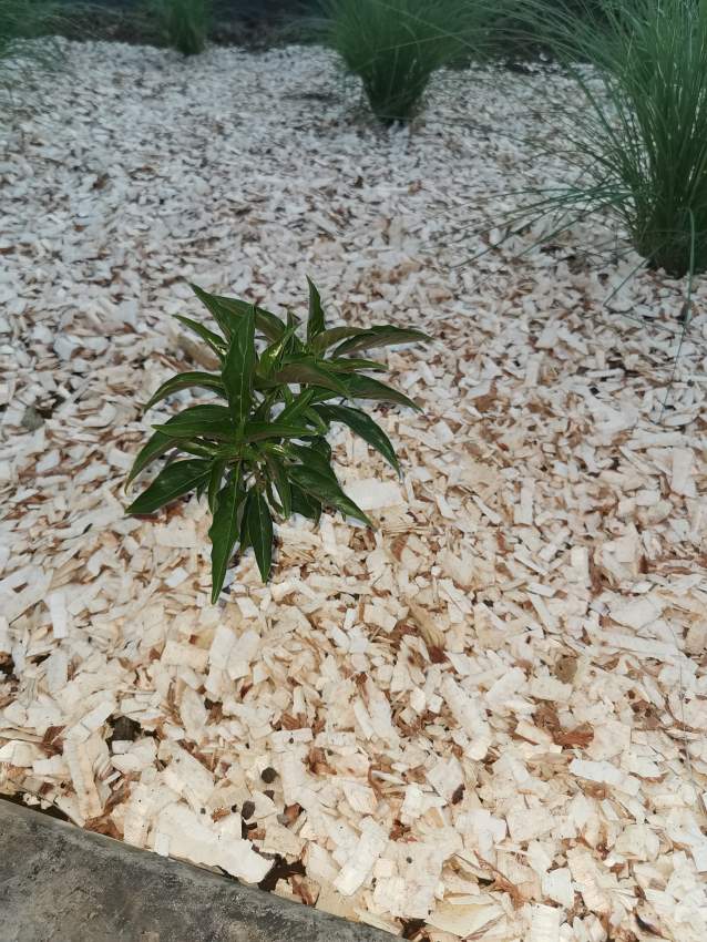 White Bio Woodchips  - 1 - Plants and Trees  on Aster Vender
