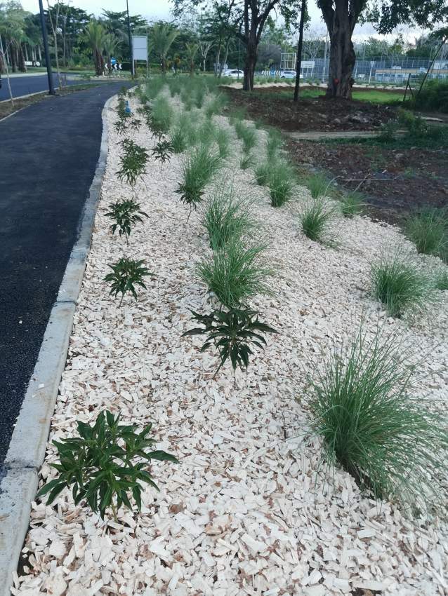 White Bio Woodchips  - 4 - Plants and Trees  on Aster Vender