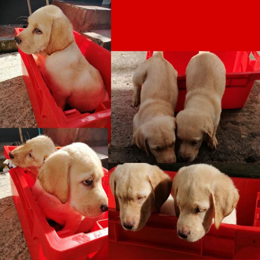 Puppies - 1 - Dogs  on Aster Vender