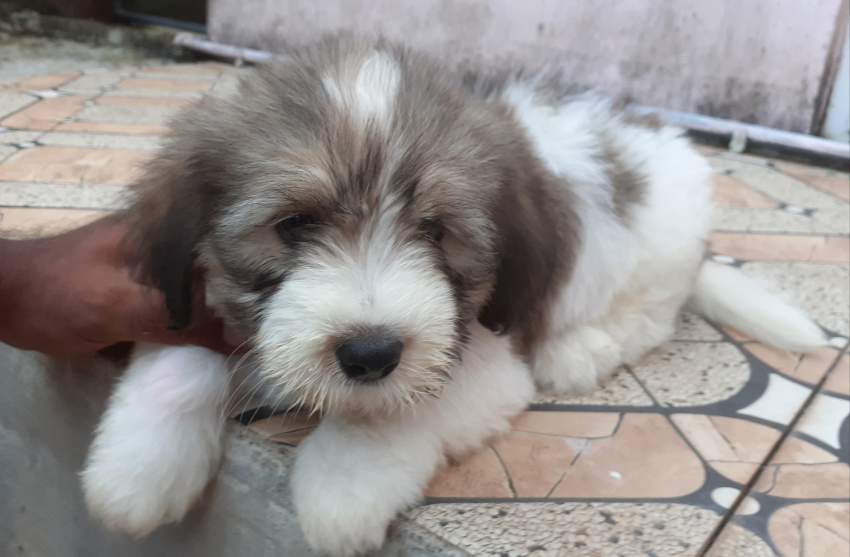 Chien griffon nain pur sang a vendre  - 5 - Dogs  on Aster Vender