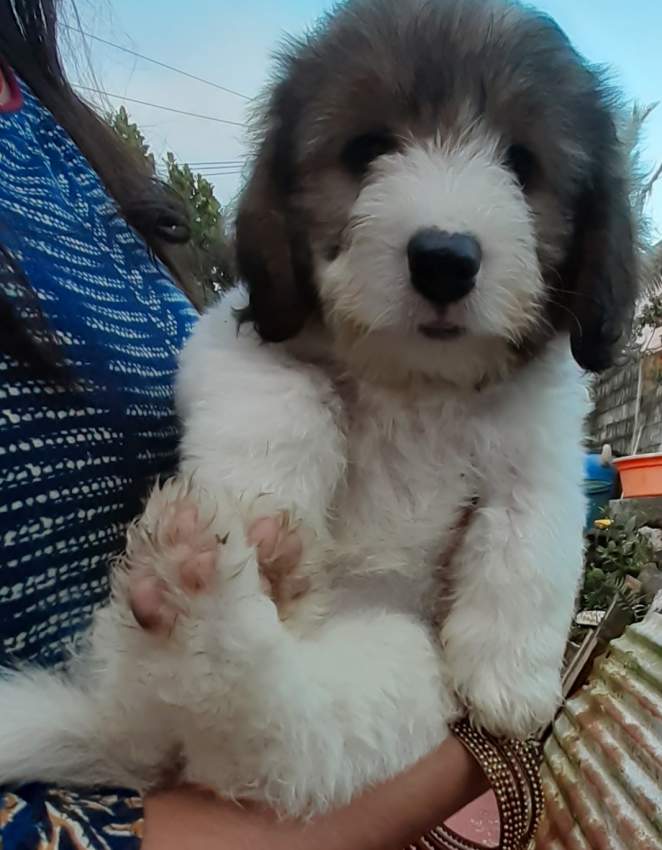 Chien griffon nain pur sang a vendre  - 3 - Dogs  on Aster Vender