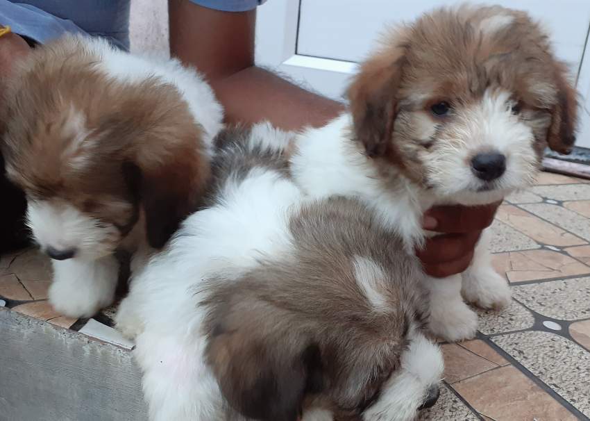 Chien griffon nain pur sang a vendre  - 1 - Dogs  on Aster Vender