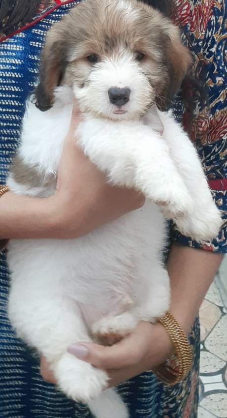 Chien griffon nain pur sang a vendre  - 4 - Dogs  on Aster Vender