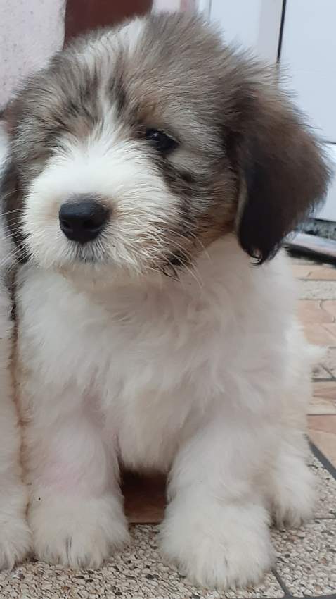 Chien griffon nain pur sang a vendre  - 2 - Dogs  on Aster Vender