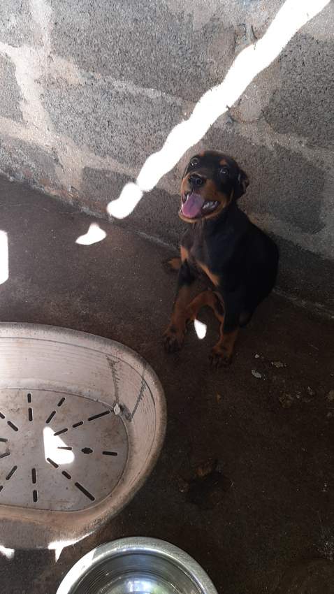 Rottweiler puppy  - 0 - Dogs  on Aster Vender