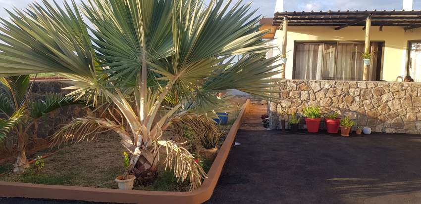 house - 6 - House  on Aster Vender