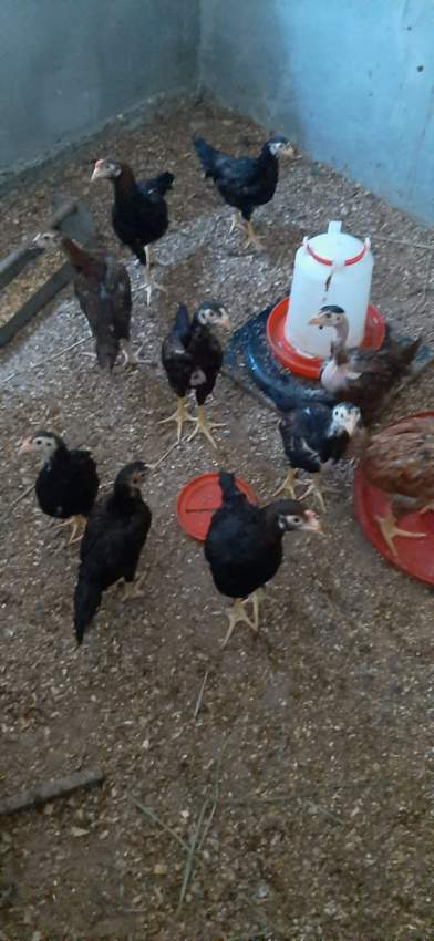 Poule(combat tent)  - 6 - Other Pets  on Aster Vender