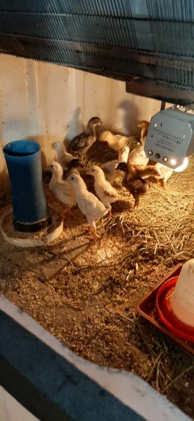 Poule(combat tent)  - 3 - Other Pets  on Aster Vender