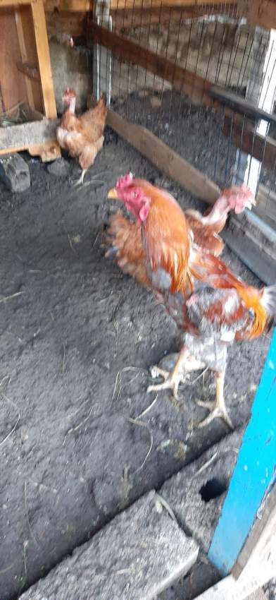 Poule(combat tent)  - 9 - Other Pets  on Aster Vender