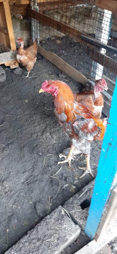 Poule(combat tent)  - 8 - Other Pets  on Aster Vender