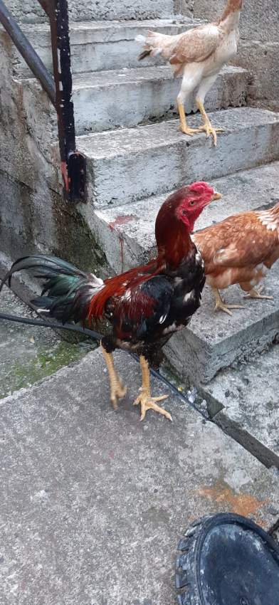 Poule(combat tent)  - 5 - Other Pets  on Aster Vender