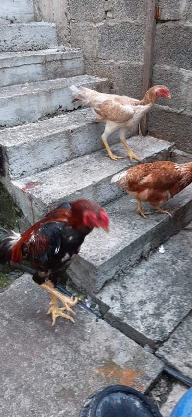 Poule(combat tent)  - 1 - Other Pets  on Aster Vender