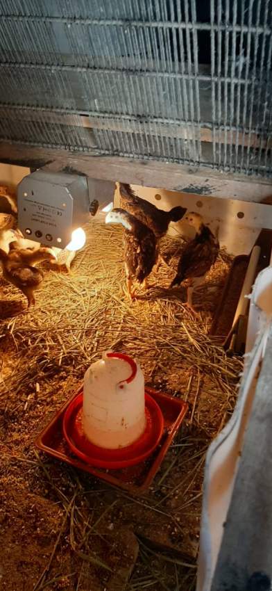 Poule(combat tent)  - 0 - Other Pets  on Aster Vender