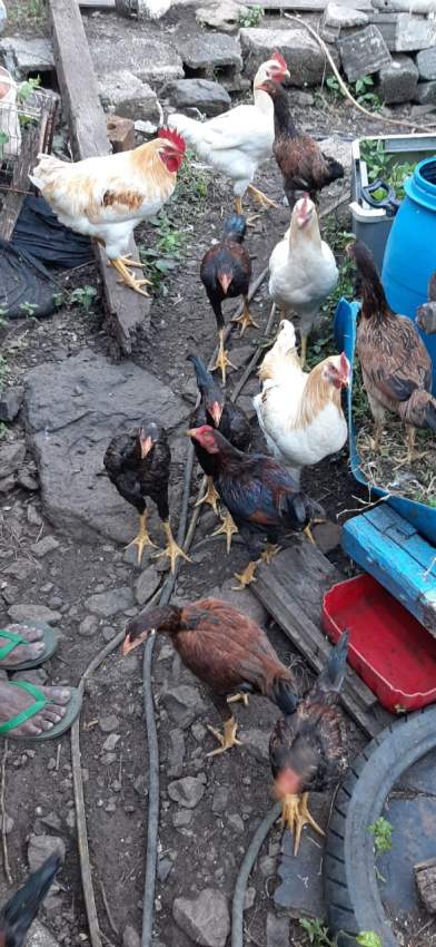 Poule(combat tent)  - 4 - Other Pets  on Aster Vender