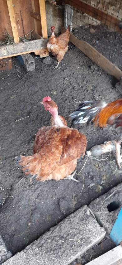 Poule(combat tent)  - 7 - Other Pets  on Aster Vender