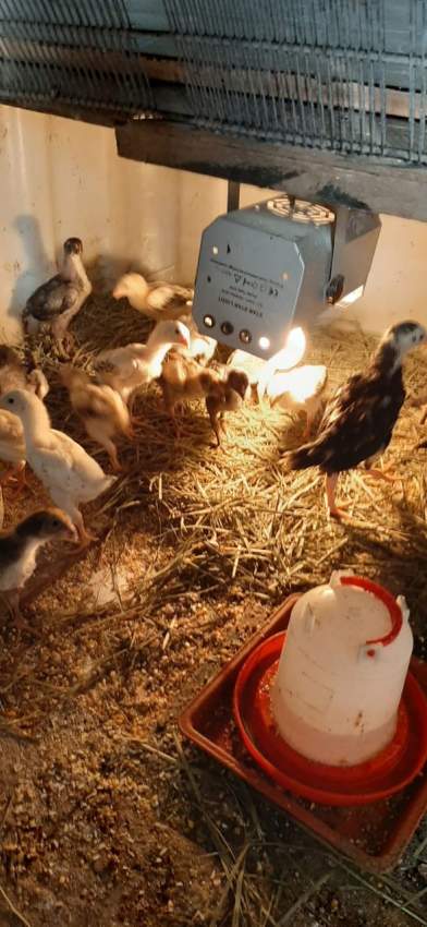 Poule(combat tent)  - 2 - Other Pets  on Aster Vender