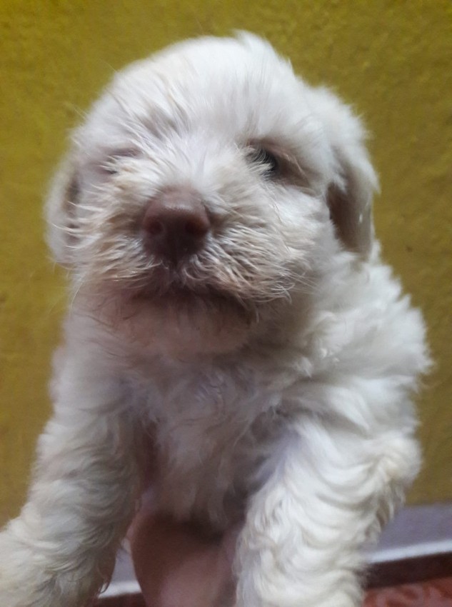 A Vendre chien griffon nain pur sang femelle. Pour plus info telephoner sur 57352993 - 0 - Dogs  on Aster Vender