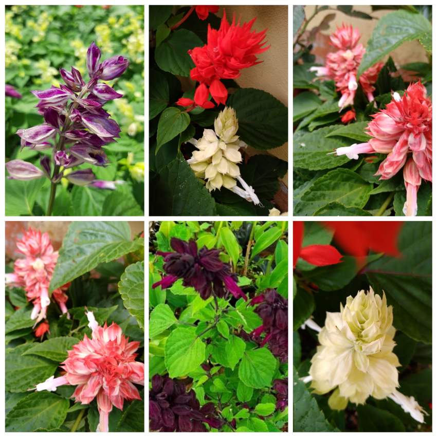 Goutte de sang - 0 - Plants and Trees  on Aster Vender