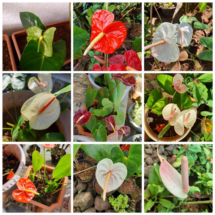 Arthurium miniature - 0 - Plants and Trees  on Aster Vender