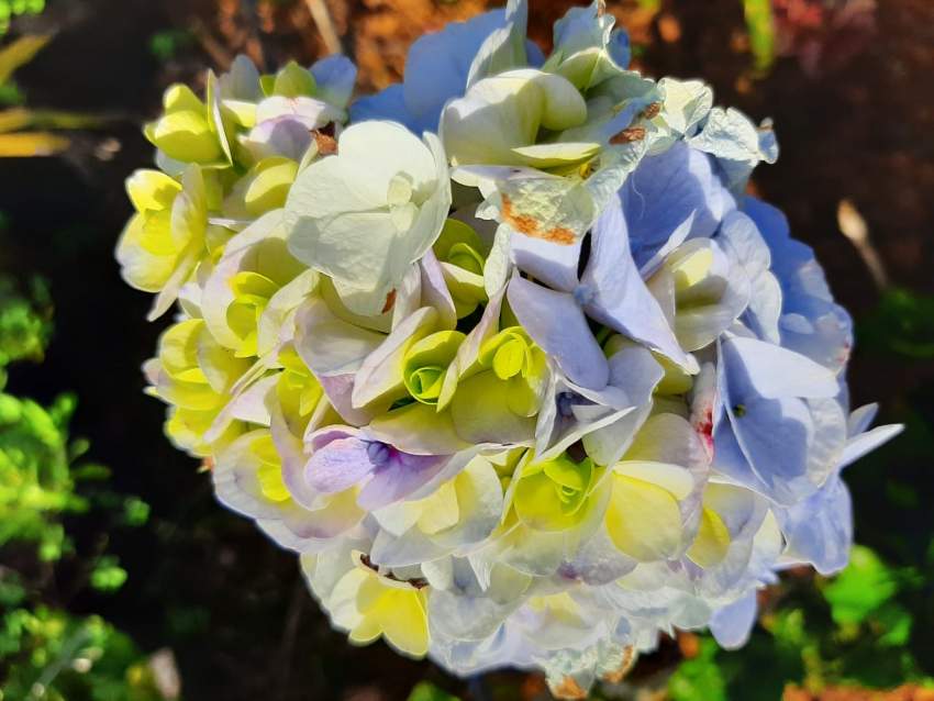 Hotensia - 0 - Plants and Trees  on Aster Vender