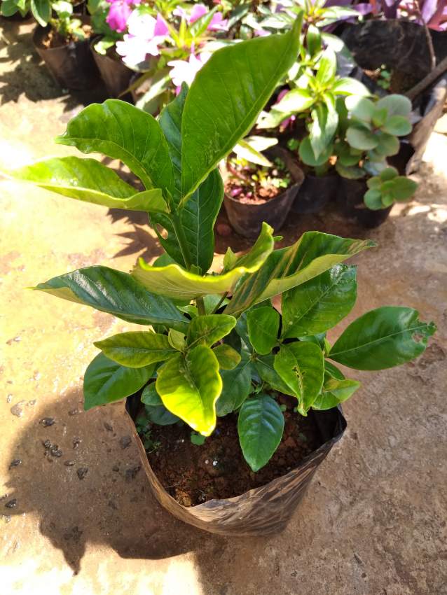 Gardenia - 1 - Plants and Trees  on Aster Vender