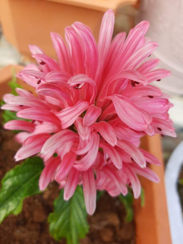 Jacobina - 0 - Plants and Trees  on Aster Vender