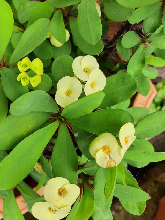 Euphorbia - 0 - Plants and Trees  on Aster Vender