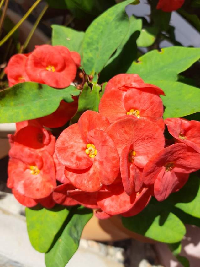 Euphorbia - 4 - Plants and Trees  on Aster Vender