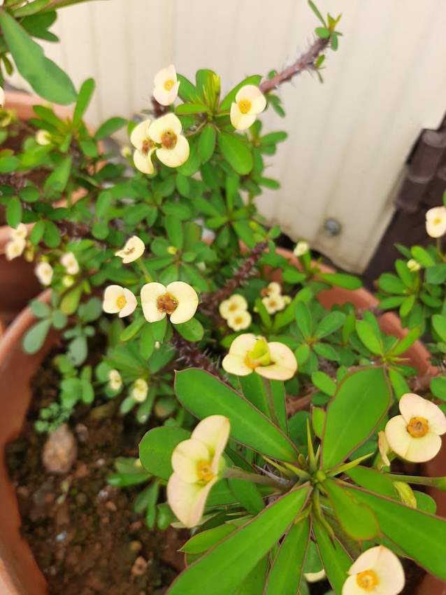 Euphorbia - 2 - Plants and Trees  on Aster Vender