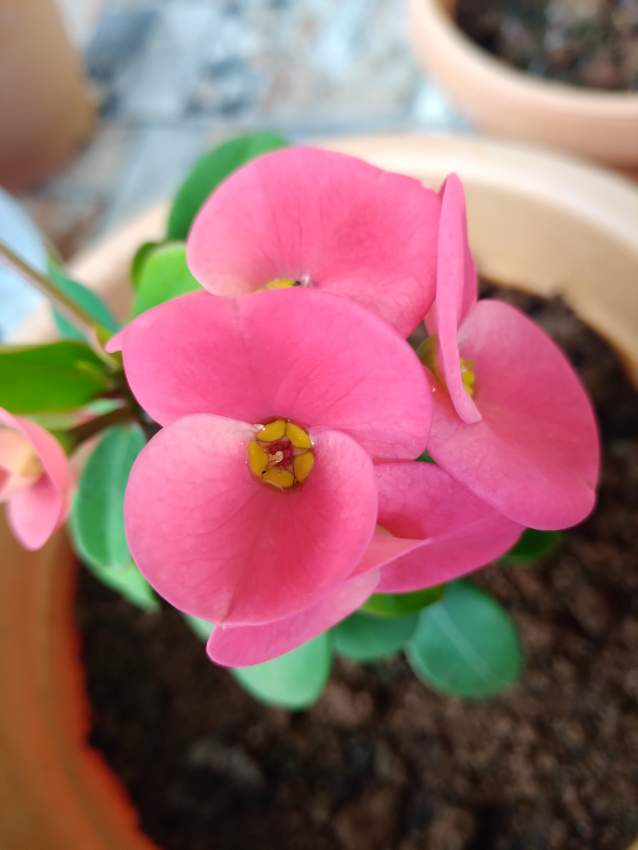 Euphorbia - 3 - Plants and Trees  on Aster Vender