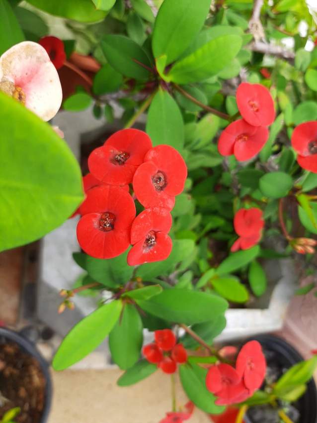 Euphorbia - 1 - Plants and Trees  on Aster Vender
