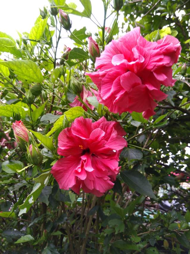 Hibiscus - 3 - Plants and Trees  on Aster Vender