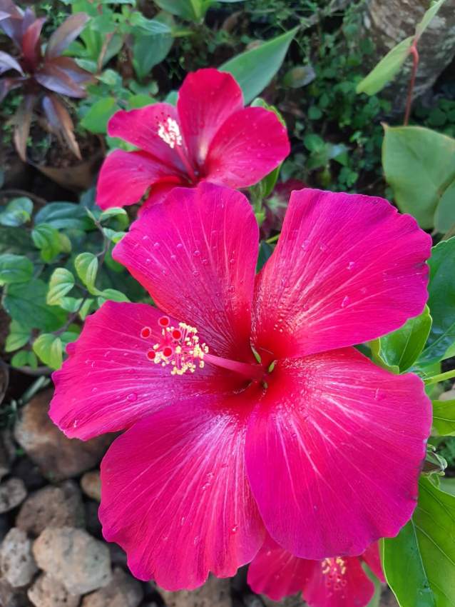 Hibiscus - 7 - Plants and Trees  on Aster Vender
