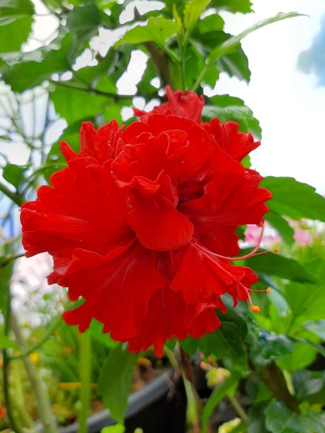 Hibiscus - 1 - Plants and Trees  on Aster Vender