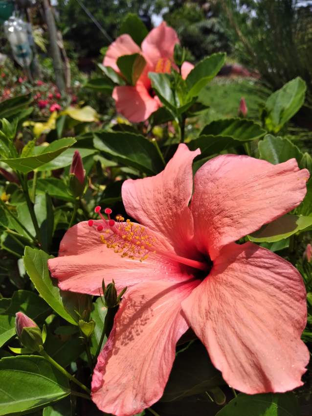 Hibiscus - 8 - Plants and Trees  on Aster Vender