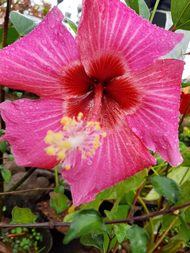 Hibiscus - 5 - Plants and Trees  on Aster Vender