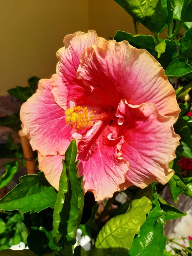 Hibiscus - 4 - Plants and Trees  on Aster Vender