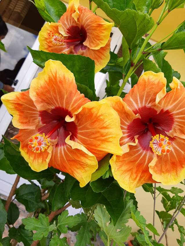 Hibiscus - 0 - Plants and Trees  on Aster Vender