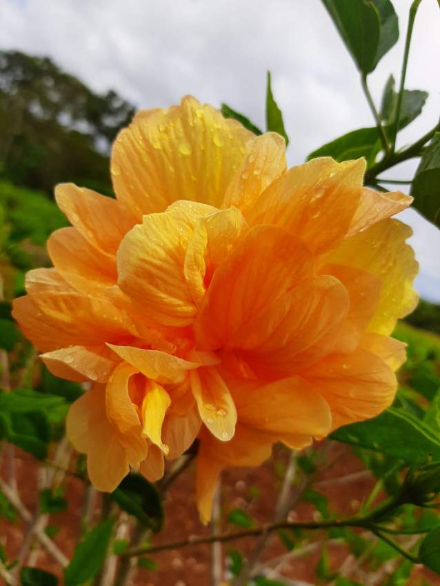 Hibiscus - 6 - Plants and Trees  on Aster Vender