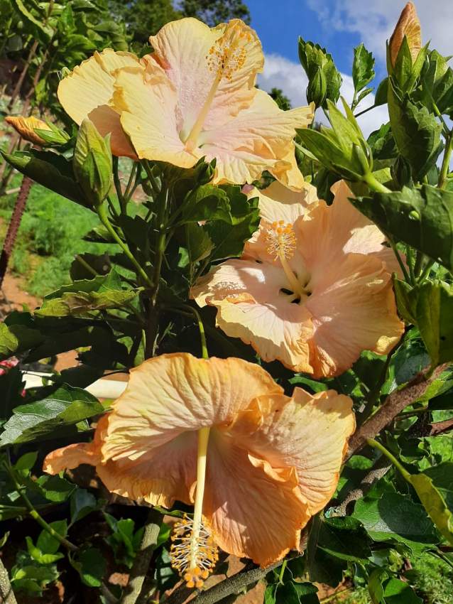 Hibiscus - 2 - Plants and Trees  on Aster Vender