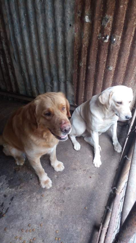 Goldador (Labrador and Golden Retriever Breed) - 1 - Dogs  on Aster Vender